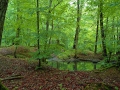 bohnerzwald-jpg