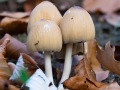 Pilze im trockenen Wald