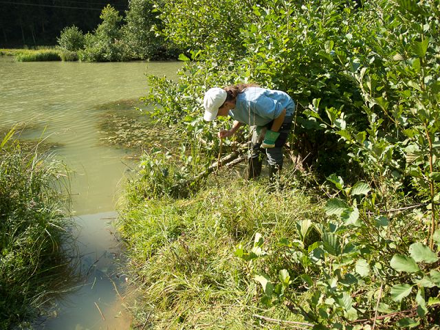 Um besser an die vom See abgewandten Büsche und Bäume zu gelangen, gräbt der Biber ganze Kanäle ins Gelände.